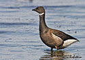 Branta bernicla